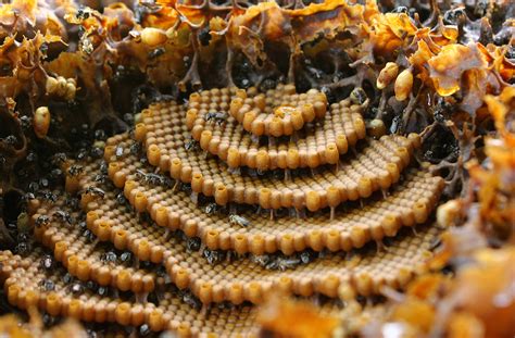 colmeia de abelha